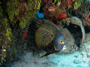 This French Angelfish looks for safe haven as the many sh... by Steven Anderson 